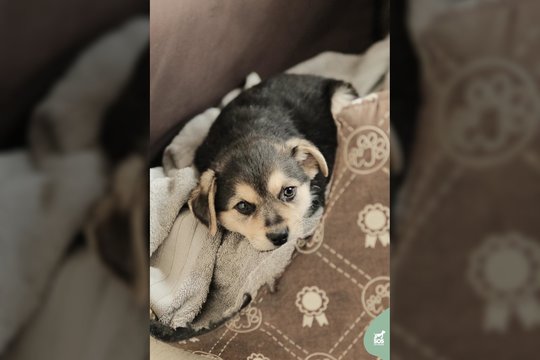 Vos 2,5 mėn. aštriadantė išdykėlė trokšta rasti savo namus: įspėja dėl dydžio