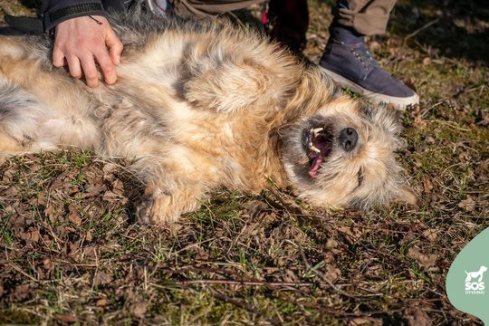 Energingas ir šiek tiek juokingas senjoras ieško gerų žmonių: tirpte tirpsta nuo prisilietimo