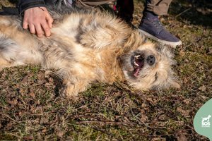 Energingas ir šiek tiek juokingas senjoras ieško gerų žmonių: tirpte tirpsta nuo prisilietimo