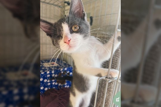 Vienos akytės netekusi išskirtinio vardo 3 mėn. katytė dovanotų visą meilę ir daug džiaugsmo