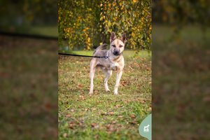 Šunų parodos prizininkas ieško namų: net ir kojos netekęs jaunuolis skuodžia kaip tornadas