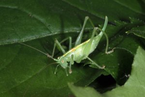 Lietuvoje – nauja grobuoniškų žiogų rūšis