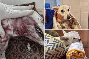 Paaiškėjo, kaip šiandien gyvena Sniegė, kuriai šeimininkai bandė nupjauti galvą