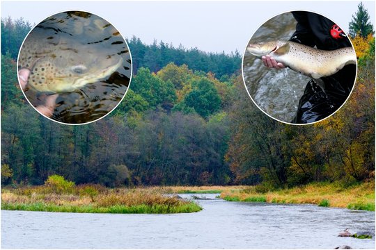 Lietuvos upėse dabar – viena įspūdingiausių transformacijų žuvų pasaulyje: keičia ir spalvą, ir formą