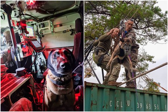 Prancūzijoje – Lietuvos išminuotojai su šunimis: rezultatai nustebimo