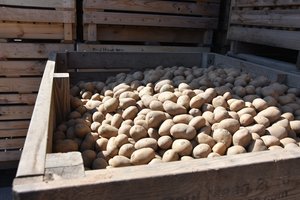 Lenkijos kaime įvyko tikras bulvių kriminalas: po politiko pareiškimo dingo 150 tonų