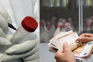 Smūgis į paširdžius – virusas pakirto 30 metų kurtą verslą ir padarė milijoninį nuostolį: „Tai didžiulė nelaimė“