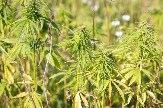 Teismui perduota baudžiamoji byla dėl neteisėto kanapių auginimo