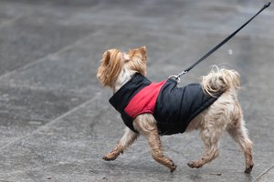 Gražiu rudeniu pasidžiaugti nepavyks: artimiausiomis dienomis – dar daugiau lietaus