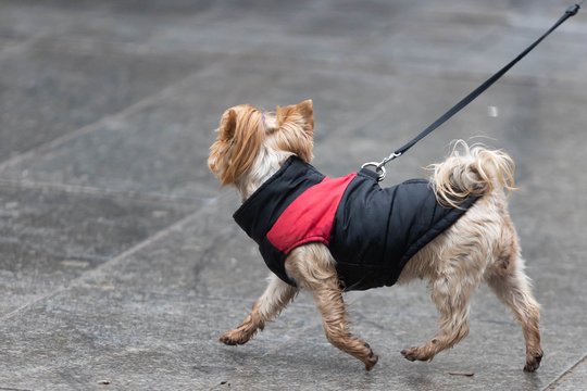 Gražiu rudeniu pasidžiaugti nepavyks: artimiausiomis dienomis – dar daugiau lietaus
