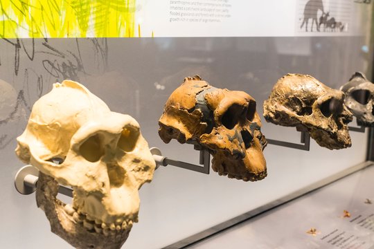 Mokslininkai: prie žmonių smegenų išsivystymo galėjo prisidėti nuodingas metalas