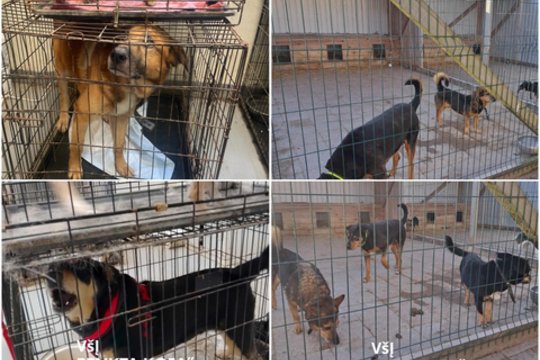 Aiškėja iš VšĮ „Penkta koja“ paimtų šunų būklė: vos du buvo sveiki