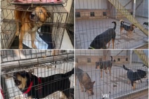 Aiškėja iš VšĮ „Penkta koja“ paimtų šunų būklė: vos du buvo sveiki