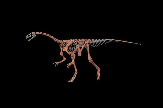 Anduose rastas iki šiol nežinomos dinozaurų rūšies skeletas