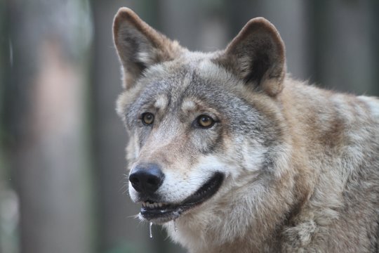 Per šį medžioklės sezoną leista sumedžioti 307 vilkus