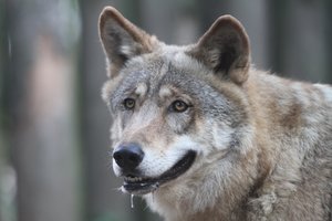 Per šį medžioklės sezoną leista sumedžioti 307 vilkus