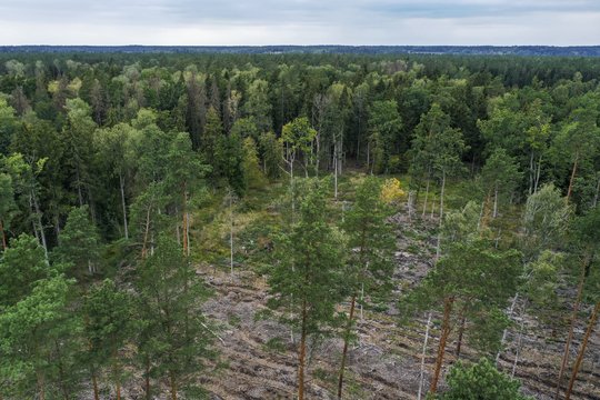 Lietuvos miškuose sumažėjo žievėgraužio tipografo populiacija
