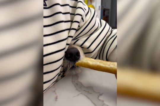 Aukščiausio lygio apgaulė: keturkojis ne kartą įkliuvo į tuos pačius spąstus