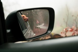 Vairuotojų triukas išplito žaibiškai: kaip paprastai jie sustabdo automobilio langų rasojimą