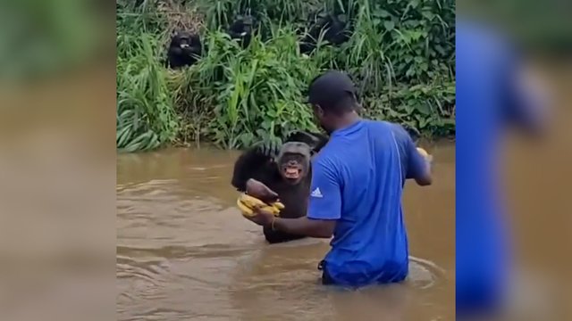 Šimpanzė atpažino ją išgelbėjusį vyrą: jausmingas judviejų susitikimas nepaliks abejingų