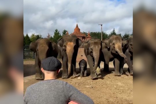 Pasirodymas, pavergęs net dramblių širdis: pamatykite, kaip sureagavo į gyvo garso muziką