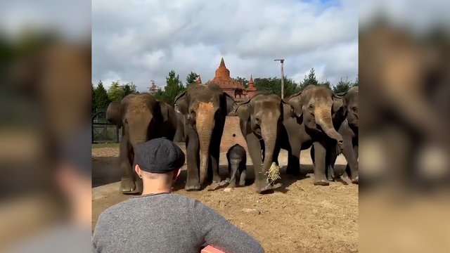 Pasirodymas, pavergęs net dramblių širdis: pamatykite, kaip sureagavo į gyvo garso muziką