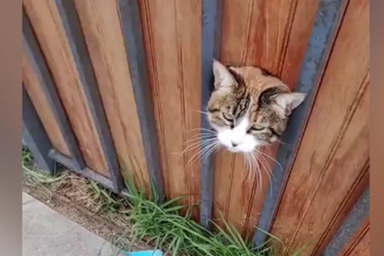 Pirmas mielo kačiuko žvilgsnis itin apgaulingas: nė nespėjus sureaguoti parodė nagus