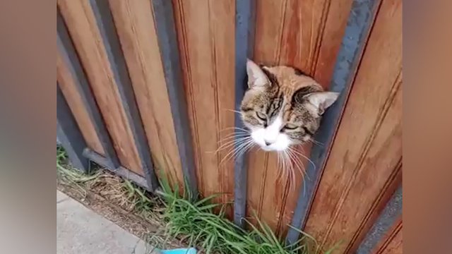 Pirmas mielo kačiuko žvilgsnis itin apgaulingas: nė nespėjus sureaguoti parodė nagus