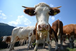 Lietuvai atgauti švarios šalies statusą gali būti „misija neįmanoma“