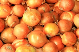 Itin išpopuliarėję žieminiai svogūnai derliumi gali nuvilti, jei nepaisysite vienos taisyklės