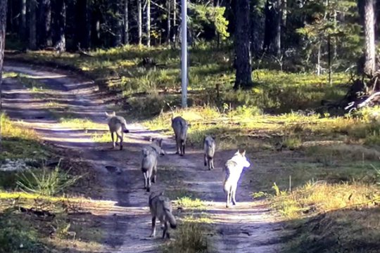 Užfiksavo, kaip vilkų gauja iš Baltarusijos kirto Lietuvos sieną: netrukus žvėrys dingo šalies gilumoje
