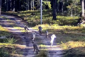 Užfiksavo, kaip vilkų gauja iš Baltarusijos kirto Lietuvos sieną: netrukus žvėrys dingo šalies gilumoje