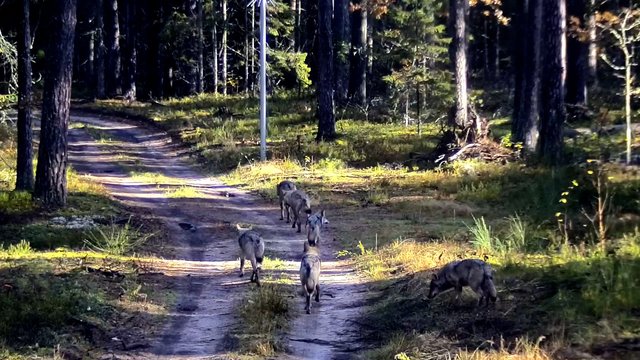 Iš Baltarusijos į Lietuvą pateko vilkų gauja: nufilmuoti 9 žvėrys