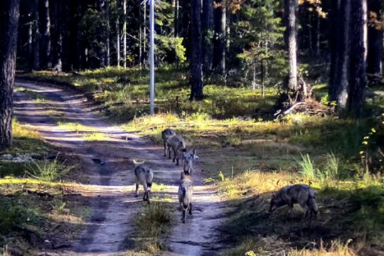 Iš Baltarusijos į Lietuvą pateko vilkų gauja: nufilmuoti 9 žvėrys