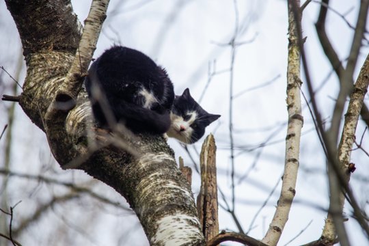 Katės gelbėjimas – su netikėta atomazga: užfiksavo „neišvengiamą“ plano žlugimą