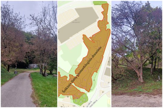 Pradėta aktyvi kova su invaziniais klevais: pirmieji rezultatai – jau matomi