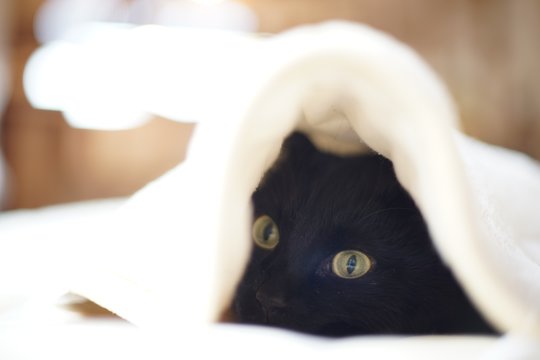 Katė slepiasi po antklode? Priežastys nustebins – štai ką tai reiškia