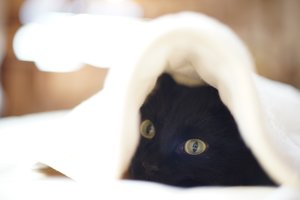 Katė slepiasi po antklode? Priežastys nustebins – štai ką tai reiškia