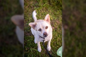 Mašinoje gyvenusi jauna šunytė svajoja apie meilę ir saugumą: pažinties pradžioje – labai kukli