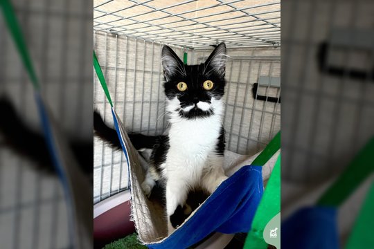 Įspūdingą vardą dėl charakterio gavusi jauna katytė laukia namų: pasitikėjimą teks užsitarnauti