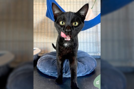 Jaunas ir smalsus juoduliukas išgelbėtas nuo baisaus likimo gatvėje trokšta gerų žmonių