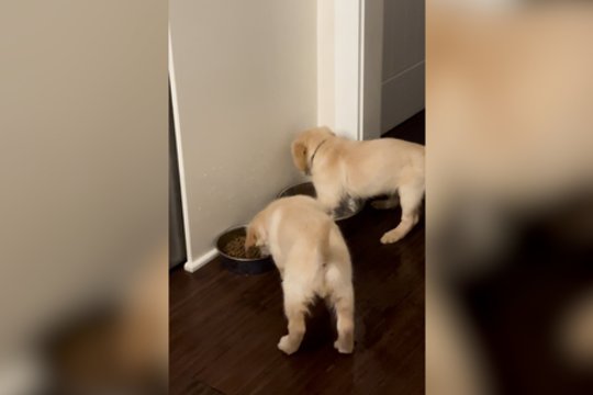 Kol vienas krėtė išdaigą, kitas drausmino: pamatykite, kuo baigėsi