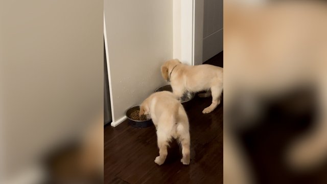 Kol vienas krėtė išdaigą, kitas drausmino: pamatykite, kuo baigėsi