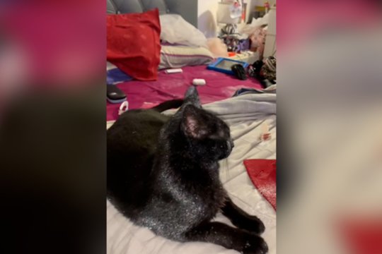 Blizgučių niekada nebus per daug: šis katinas dar ilgai spindės