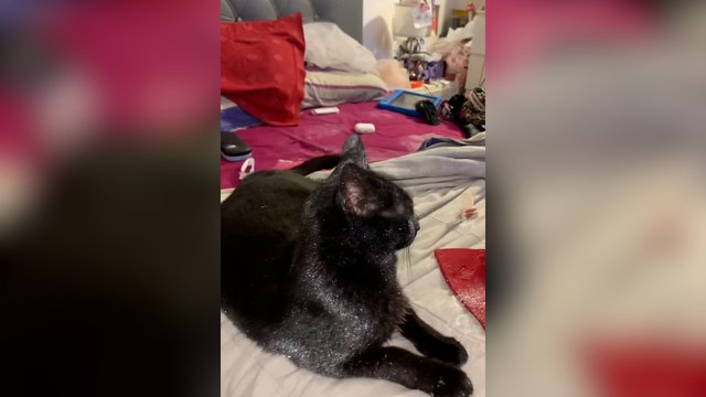 Blizgučių niekada nebus per daug: šis katinas dar ilgai spindės