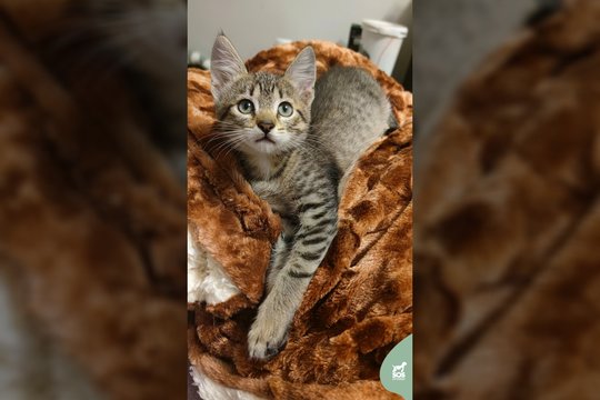 Miške dėžėje paliktas 2,5 mėn. rainiukas pamilo žmones ir nori rasti savo šeimą