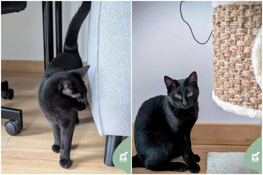 Vos į namus iškeliavusi jauna juoda katytė ištikus nelaimei skubiai ieško naujų šeimininkų