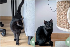 Vos į namus iškeliavusi jauna juoda katytė ištikus nelaimei skubiai ieško naujų šeimininkų