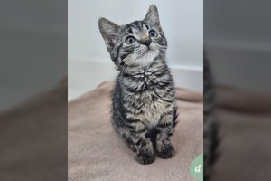 Įspūdingo grožio 2 mėn. rainiukė ieško kam dovanoti visą savo meilę