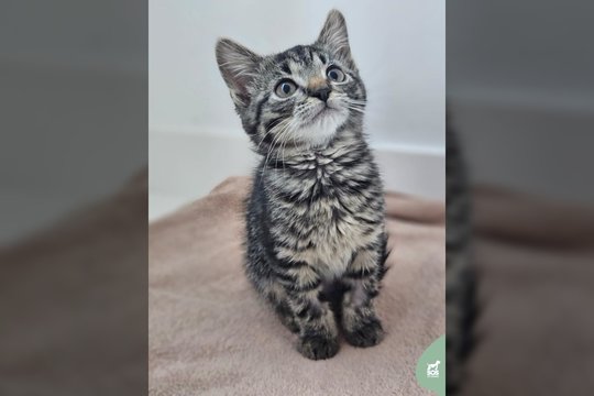 Įspūdingo grožio 2 mėn. rainiukė ieško kam dovanoti visą savo meilę